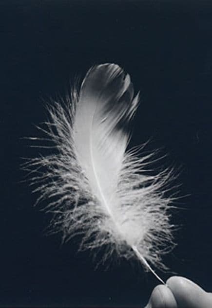 duvet d'oie (plume)