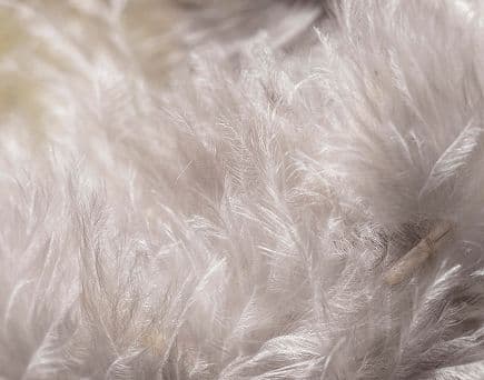 traitement duvet d'oie